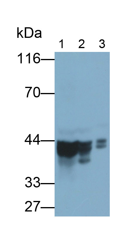 Polyclonal Antibody to Septin 5 (SEPT5)