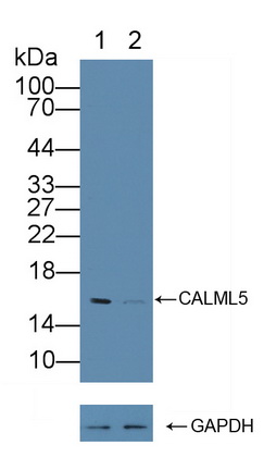 Polyclonal Antibody to Calmodulin Like Protein 5 (CALML5)