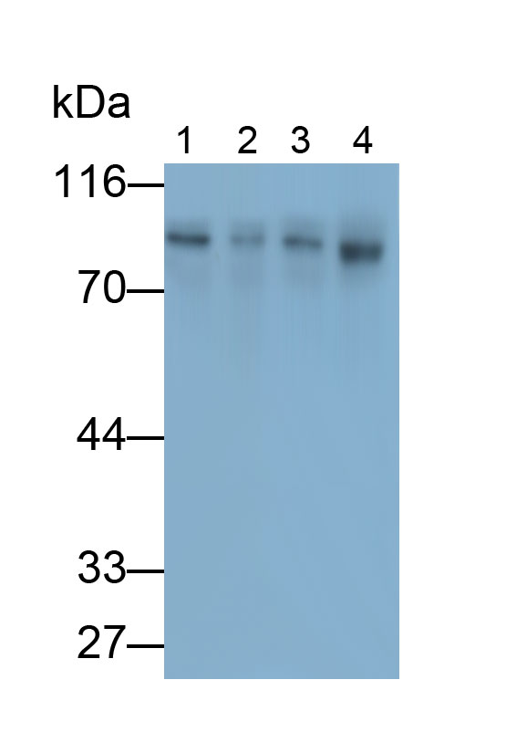 Polyclonal Antibody to X-Ray Repair Cross Complementing 1 (XRCC1)