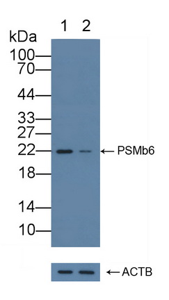 Polyclonal Antibody to Proteasome Subunit Beta Type 6 (PSMb6)