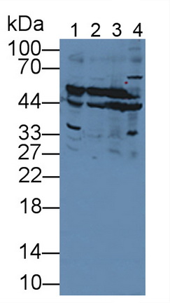 Polyclonal Antibody to Selenium Binding Protein 1 (SELENBP1)