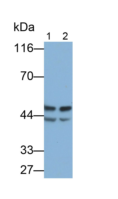 Polyclonal Antibody to Selenium Binding Protein 1 (SELENBP1)