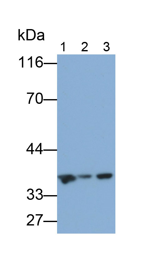 Polyclonal Antibody to Thymidylate Synthetase (TYMS)