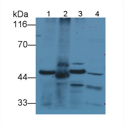 Polyclonal Antibody to Kynurenine-3-Monooxygenase (KMO)