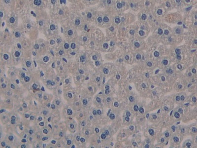 Polyclonal Antibody to Klotho (KL)
