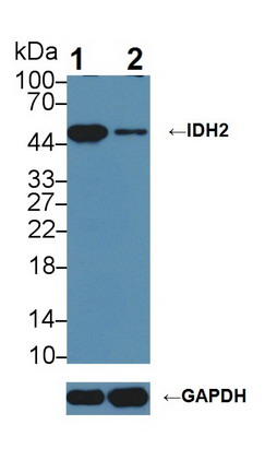 Polyclonal Antibody to Isocitrate Dehydrogenase 2, mitochondrial (IDH2)