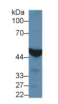 Polyclonal Antibody to Isocitrate Dehydrogenase 1, Soluble (IDH1)