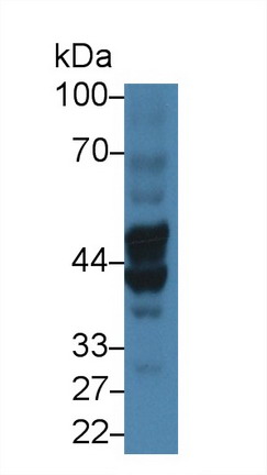 Polyclonal Antibody to Biglycan (BGN)