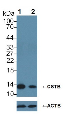Polyclonal Antibody to Cystatin B (CSTB)