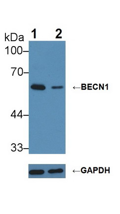Polyclonal Antibody to Beclin 1 (BECN1)