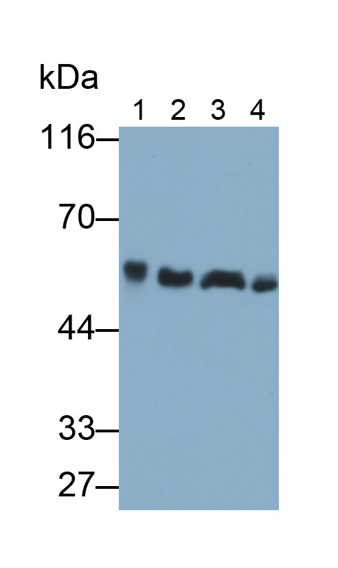 Polyclonal Antibody to Beclin 1 (BECN1)