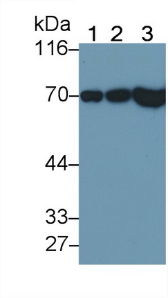 Polyclonal Antibody to Succinate Dehydrogenase Complex Subunit A (SDHA)