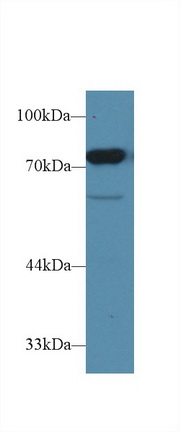 Polyclonal Antibody to CD2 Associated Protein (CD2AP)