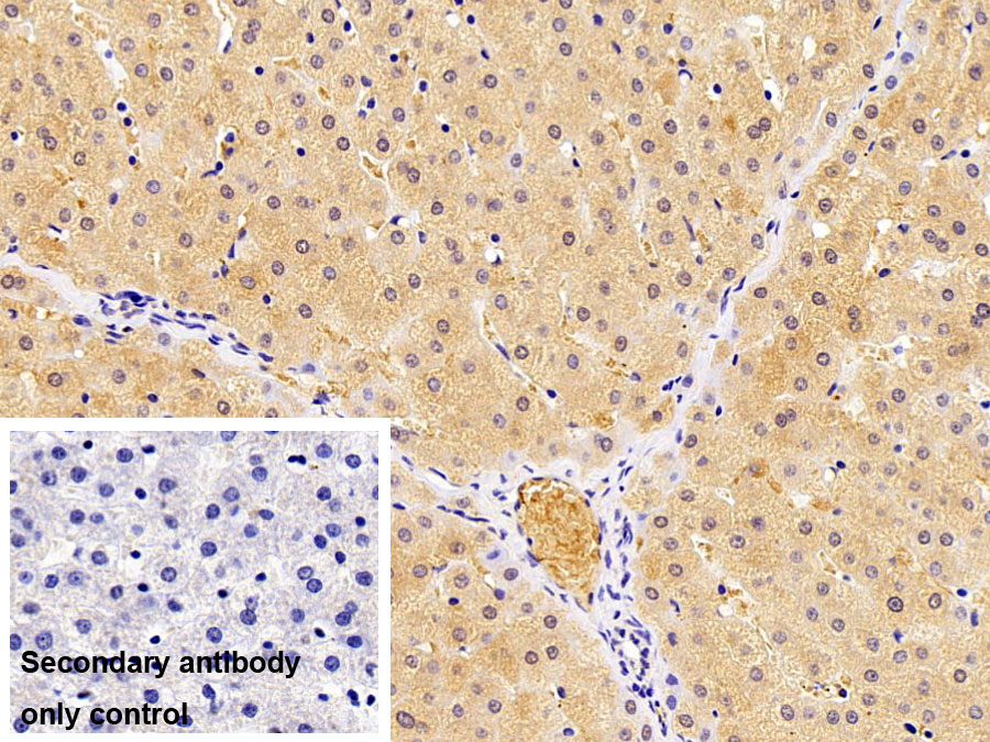 Polyclonal Antibody to Ubiquitin Cross Reactive Protein (UCRP)