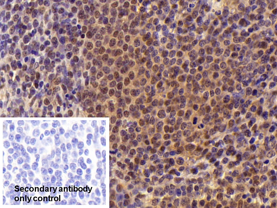 Polyclonal Antibody to Specificity Protein 1 (Sp1)