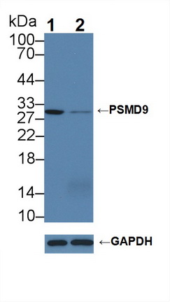 Polyclonal Antibody to Proteasome 26S Subunit, Non ATPase 9 (PSMD9)