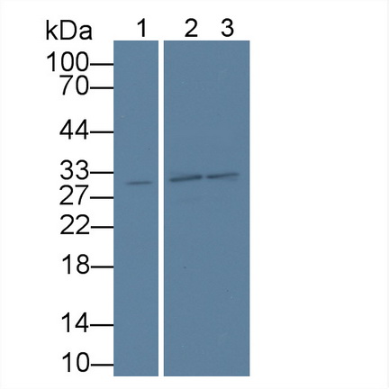 Polyclonal Antibody to WD Repeat Containing Domain Protein 90 (WDR90)