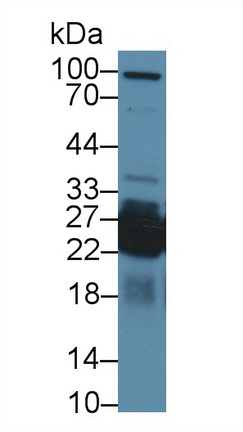 Polyclonal Antibody to Shisa Homolog 4 (SHISA4)