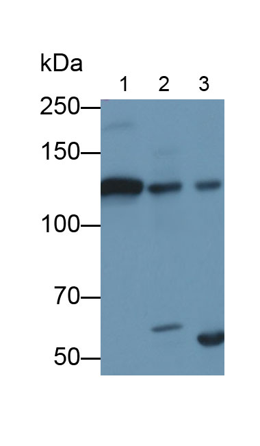 Polyclonal Antibody to Complement Component 3c (C3c)