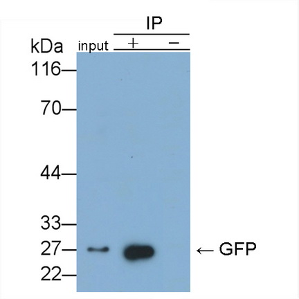 Recombinant Antibody to Green Fluorescent Protein (GFP)