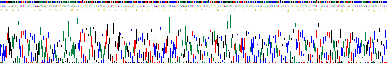 Recombinant Cluster Of Differentiation 56 (CD56)