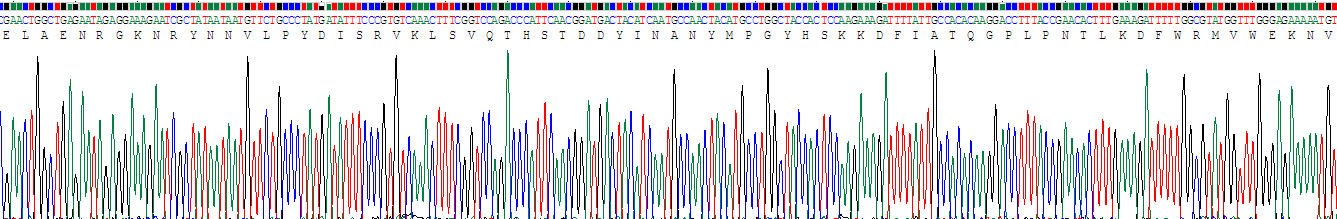 Recombinant Density Enhanced Phosphatase 1 (DEP1)