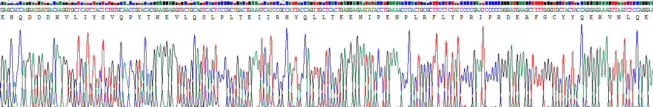 Recombinant Signal Transducer And Activator Of Transcription 2 (STAT2)