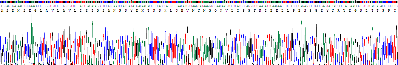 Recombinant Carbonic Anhydrase XII (CA12)