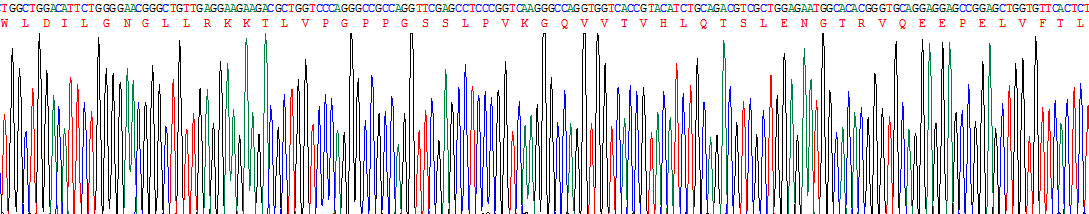 Recombinant FK506 Binding Protein 8 (FKBP8)