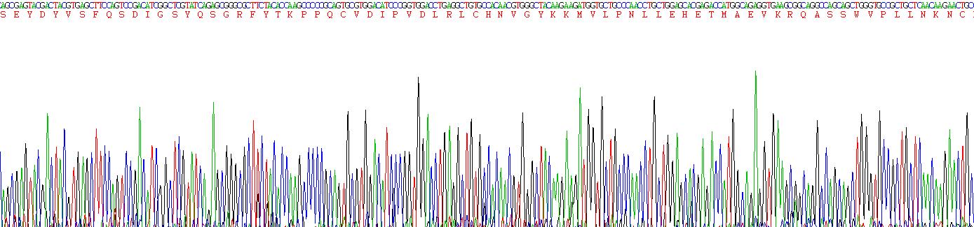 Recombinant Secreted Frizzled Related Protein 1 (SFRP1)