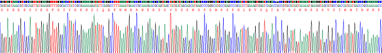 Recombinant SET Binding Protein 1 (SETBP1)