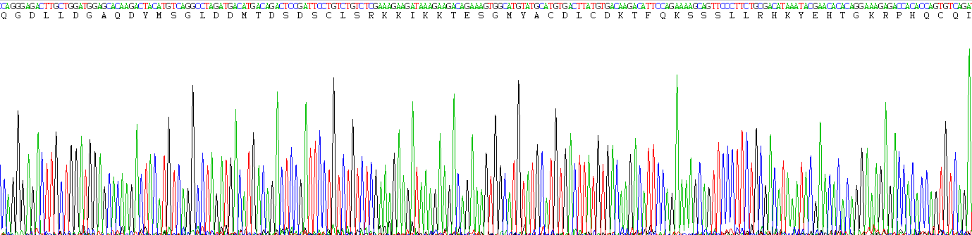 Recombinant Zinc Finger Homeobox Protein 1B (ZFHX1B)