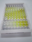 ELISA Kit for Lymphotoxin Beta Receptor (LTbR)