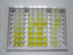 ELISA Kit for Homing Associated Cell Adhesion Molecule (HCAM)
