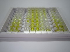 ELISA Kit for Aminopeptidase A (ENPEP)