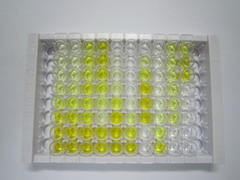 ELISA Kit for Gamma-synuclein (SNCG)
