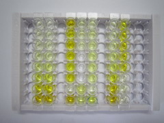 ELISA Kit for Fucosyltransferase 3 (FUT3)