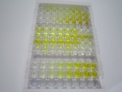 ELISA Kit for L1-Cell Adhesion Molecule (L1CAM)