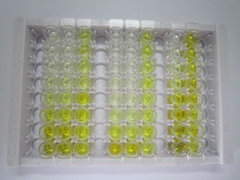 ELISA Kit for S100 Calcium Binding Protein A12 (S100A12)