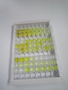 ELISA Kit for Microtubule Associated Protein 4 (MAP4)
