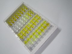 ELISA Kit for Peptidylprolyl Isomerase C (PPIC)