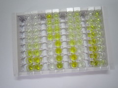 ELISA Kit for Phospholipid Scramblase 1 (PLSCR1)