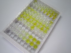 ELISA Kit for Rho Associated Coiled Coil Containing Protein Kinase 2 (Rock2)