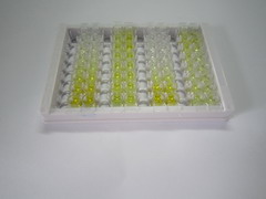 ELISA Kit for Metallothionein 2 (MT2)