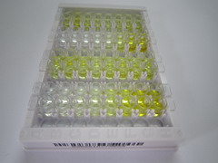 ELISA Kit for Angiotensin I Converting Enzyme 2 (ACE2)
