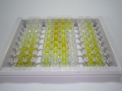 ELISA Kit for Angiopoietin Like Protein 2 (ANGPTL2)