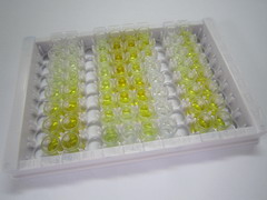ELISA Kit for NADPH Oxidase 4 (NOX4)