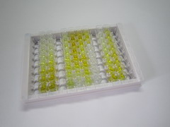 ELISA Kit for NADPH Oxidase 4 (NOX4)