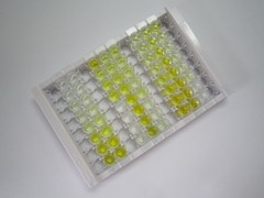 ELISA Kit for Annexin A2 (ANXA2)