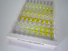 ELISA Kit for Matrix Metalloproteinase 28 (MMP28)